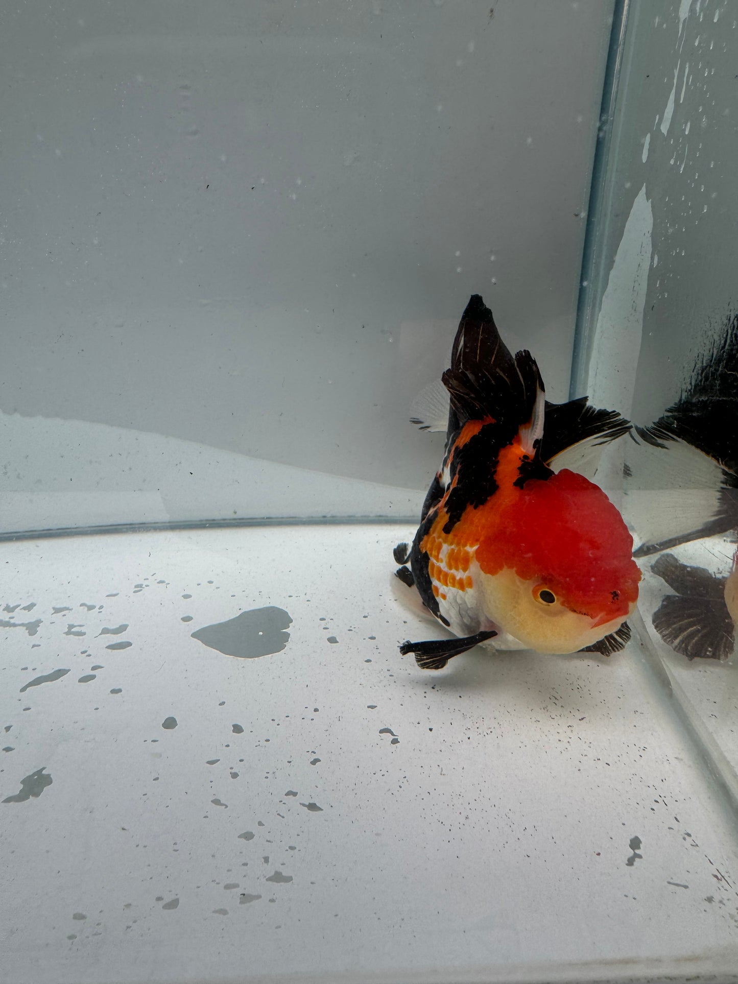 Tricolour Oranda.  WVF021