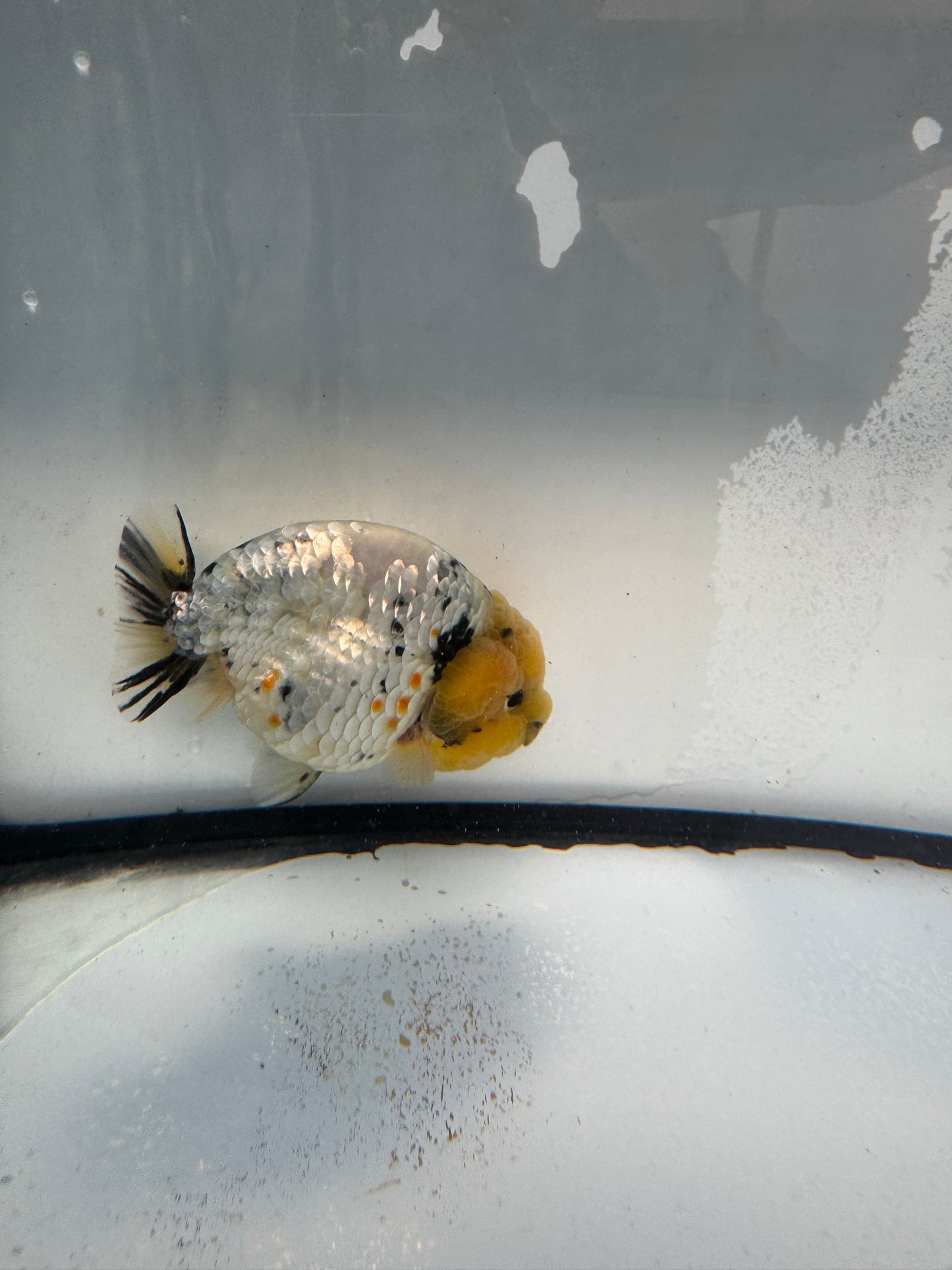 Metalic calico Ranchu. WVF1092