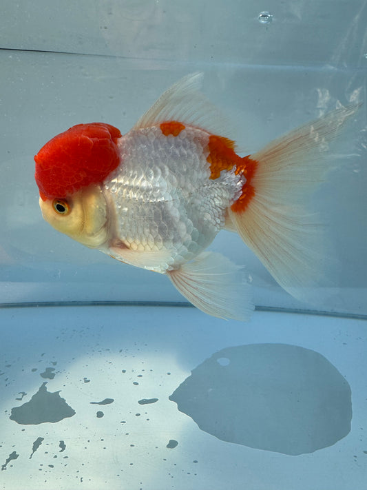 Red&White Oranda. WVF065