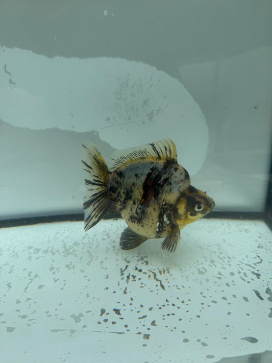 Calico Ryukin. WVF963