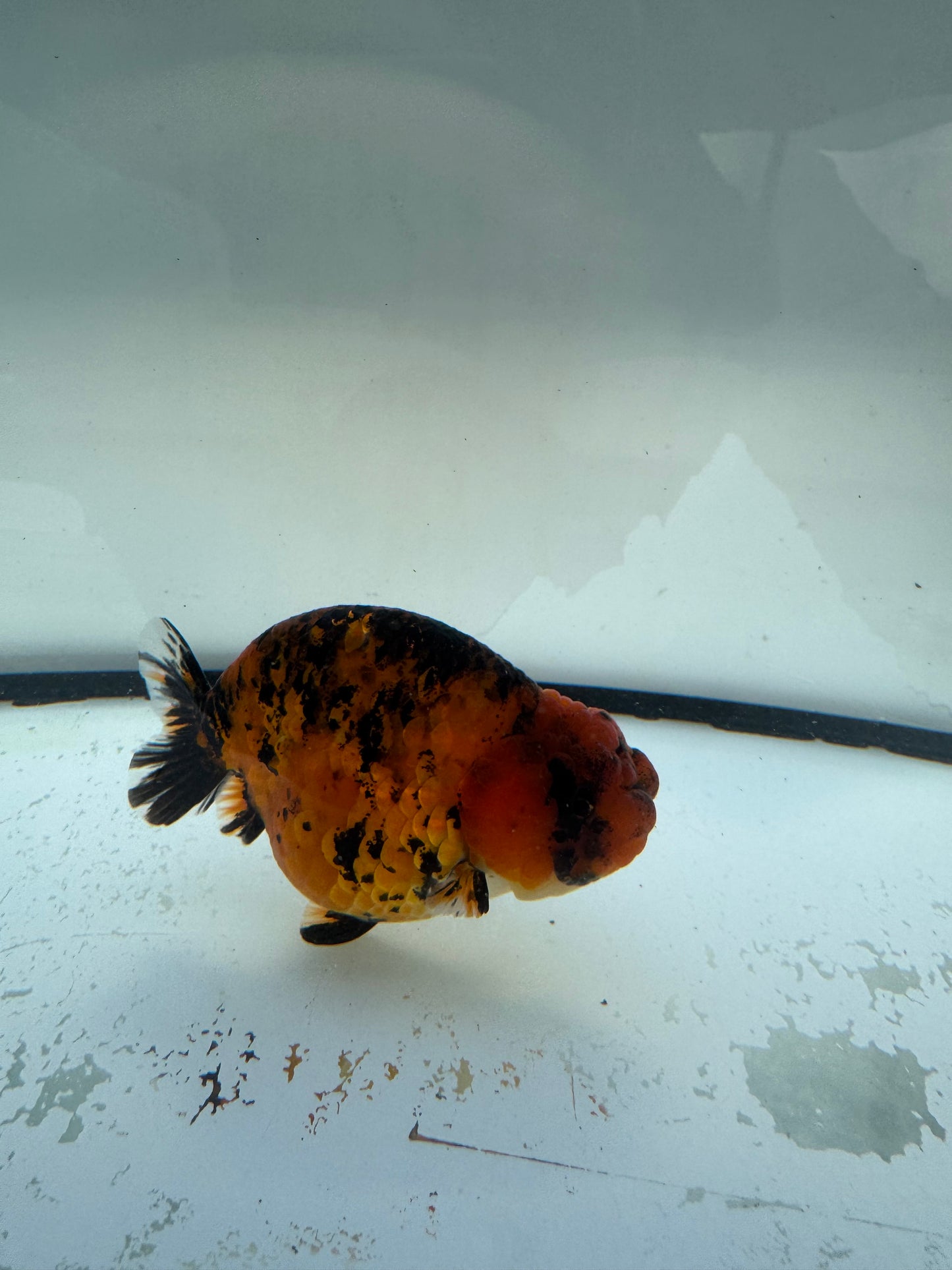 Red tiger ranchu.  WVF1072