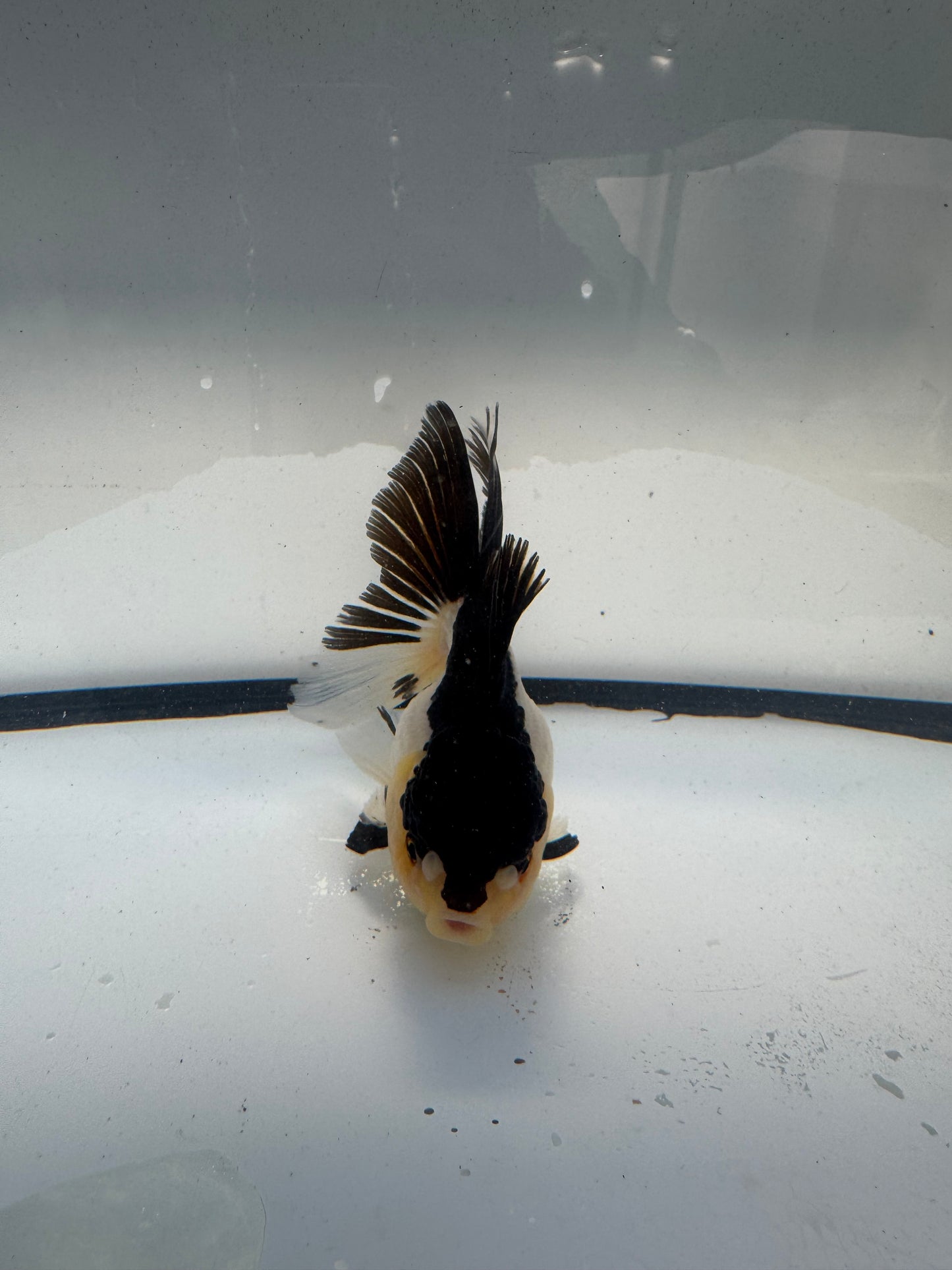 Panda Oranda. WVF917