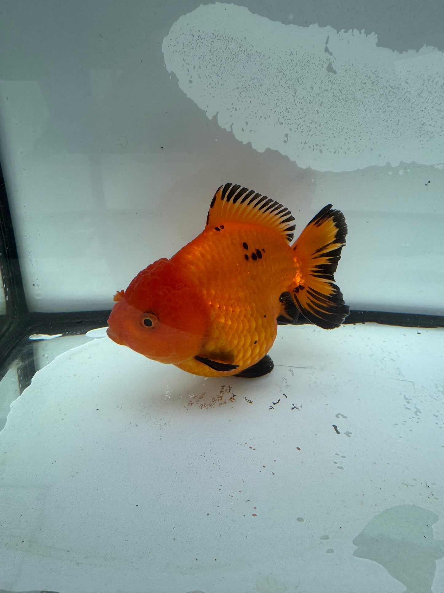 Short tail Oranda. WVF928