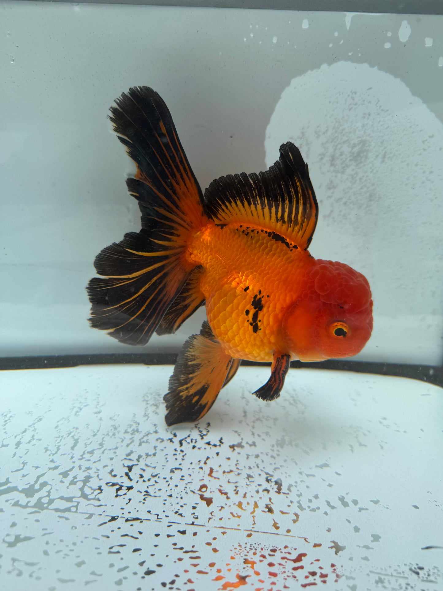 Red&black Oranda. WVF1015