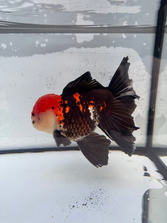 Tricolour Oranda. WVF471