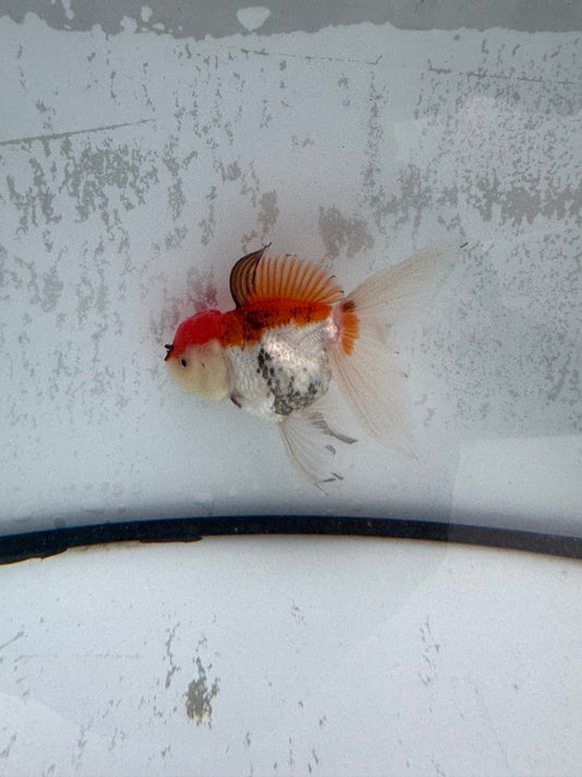 Tricolour Oranda. WVF497
