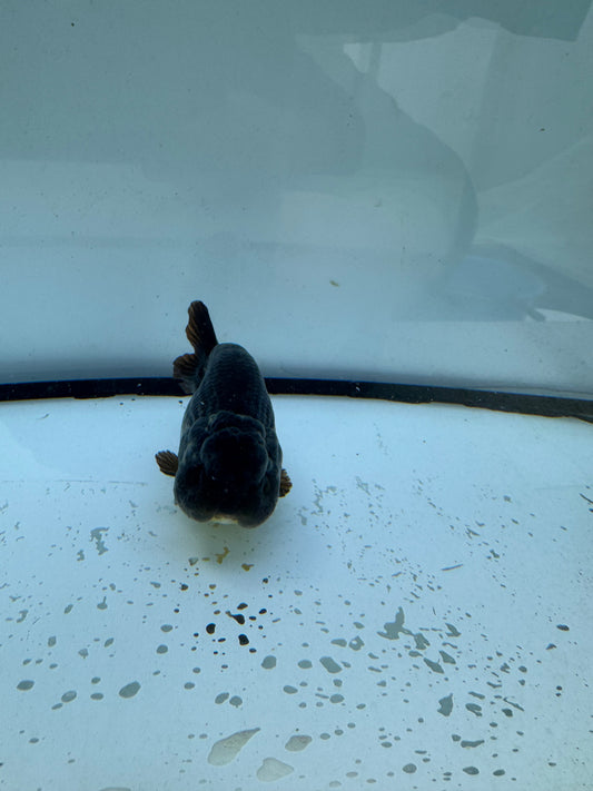 Blue/silver Ranchu. WVF708