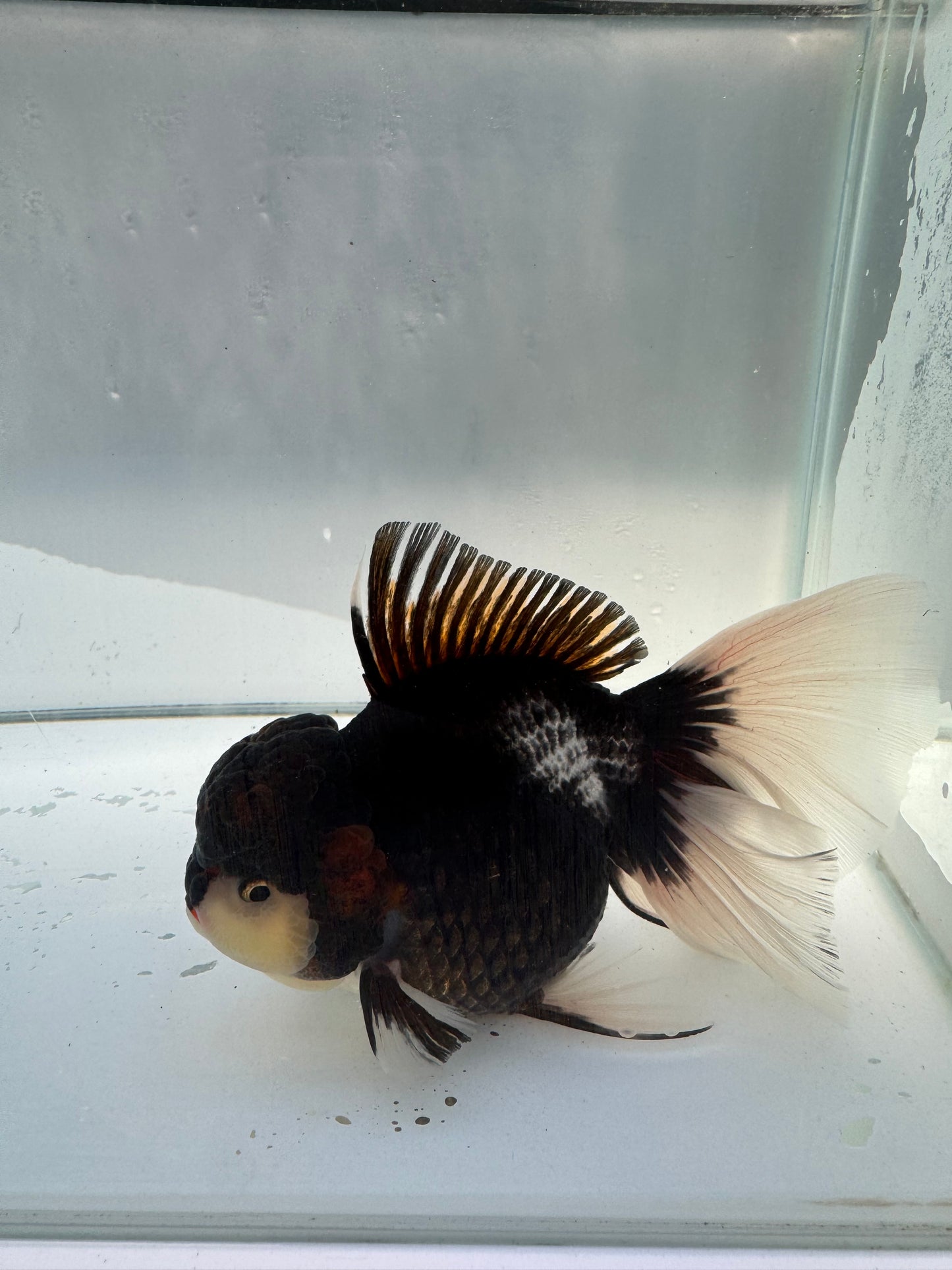 Tricolour Oranda.  WVF030