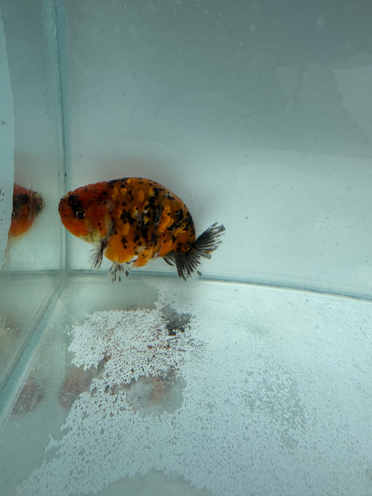 Calico Ranchu.  WVF315