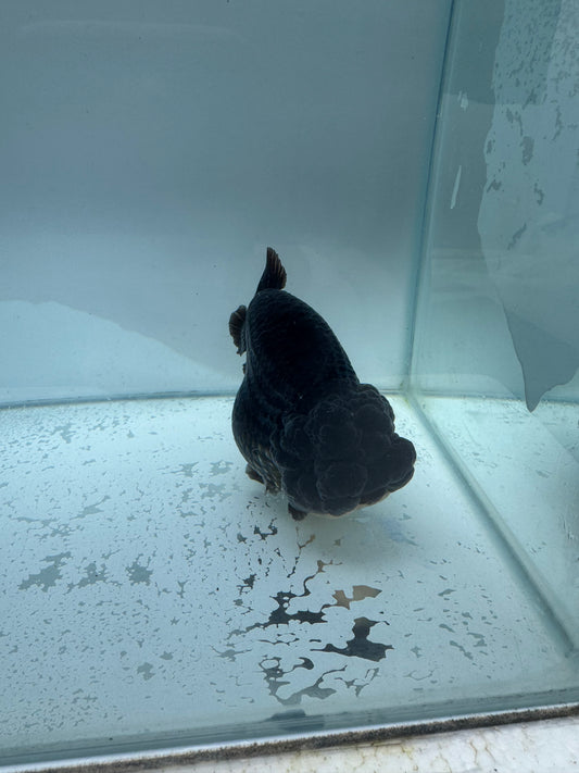Black buffalo Ranchu. WVF172,Direct from Meng Lee
