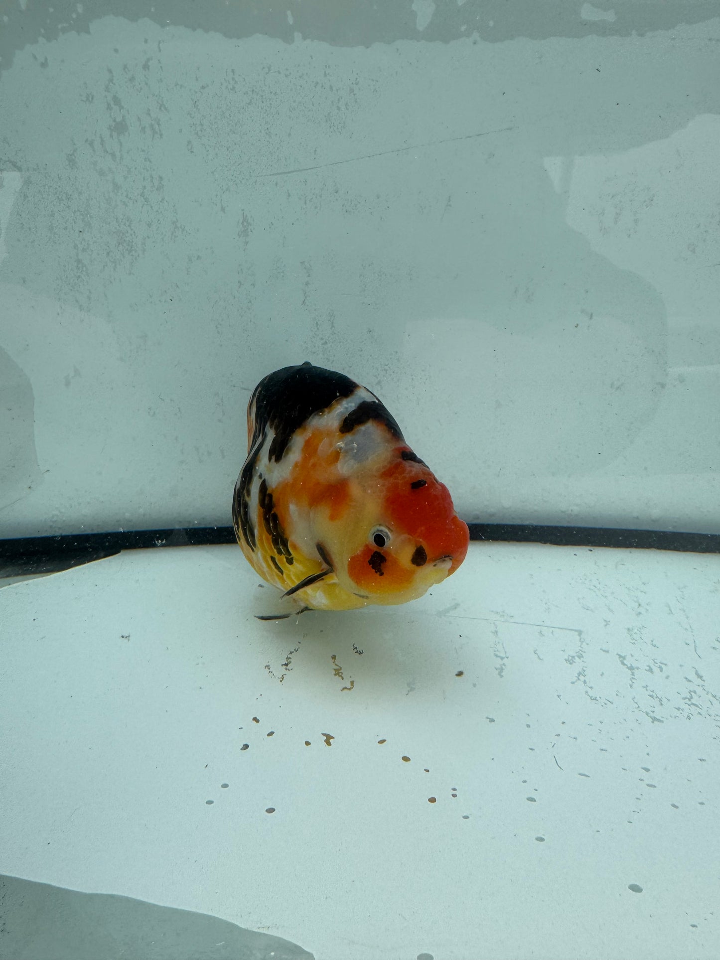 Cow calico Ranchu. WVF486