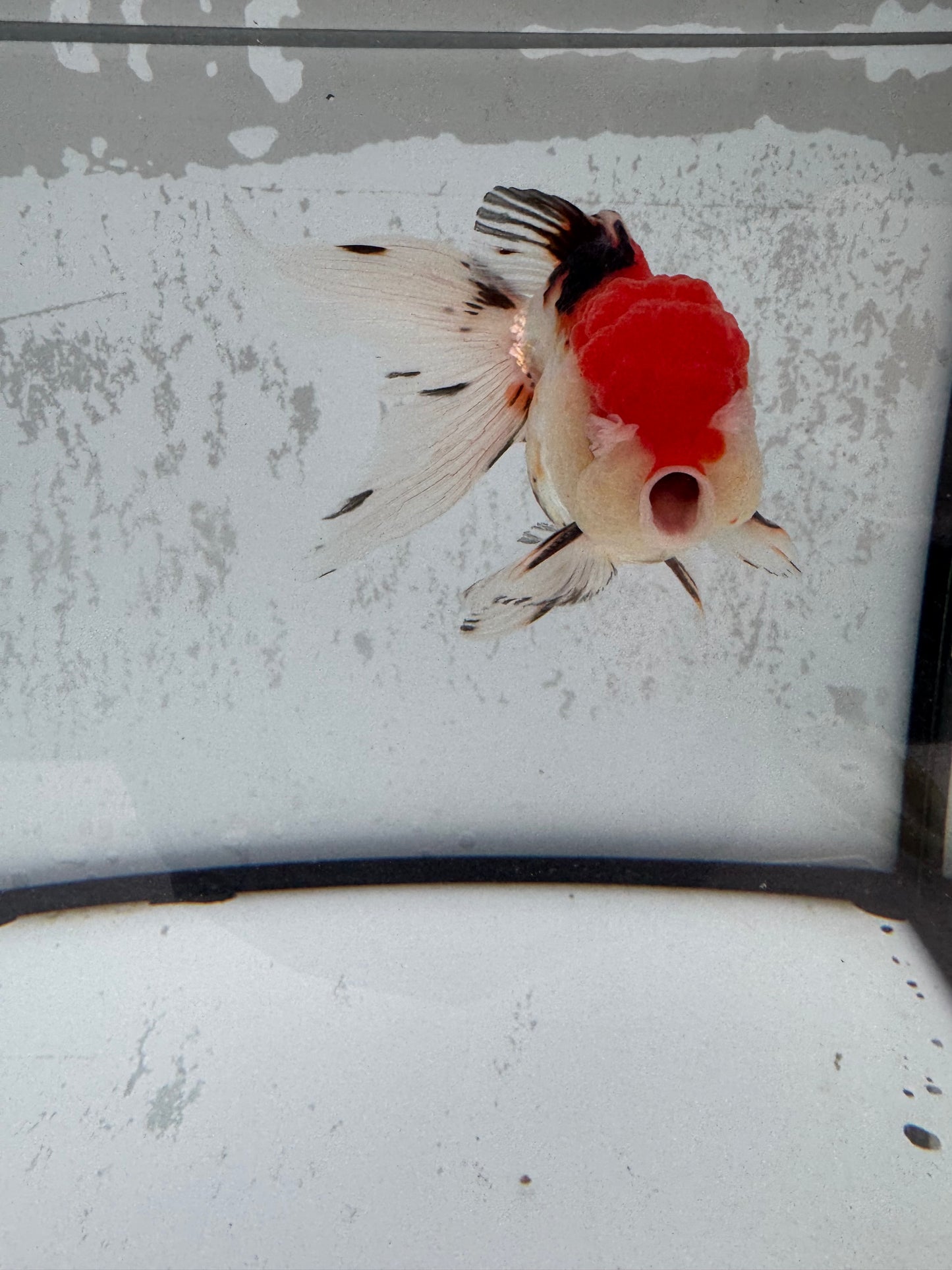 Tricolour Oranda. WVF495