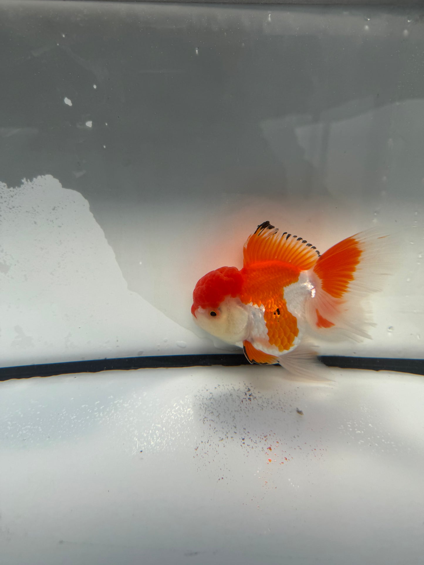 Red&white Oranda. WVF1068