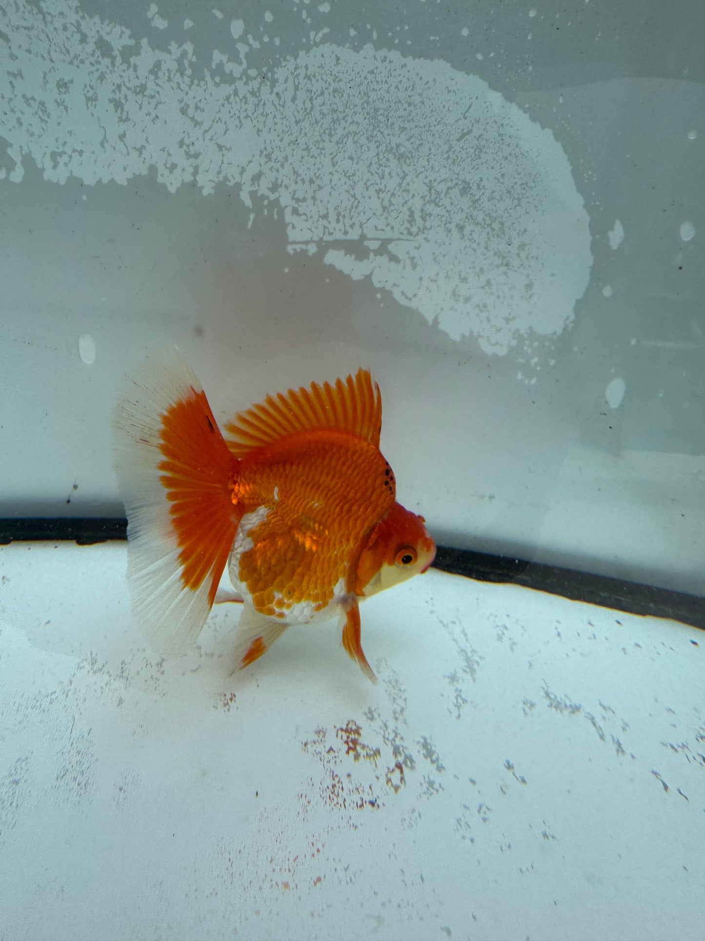 Red&white Ryukin. WVF971