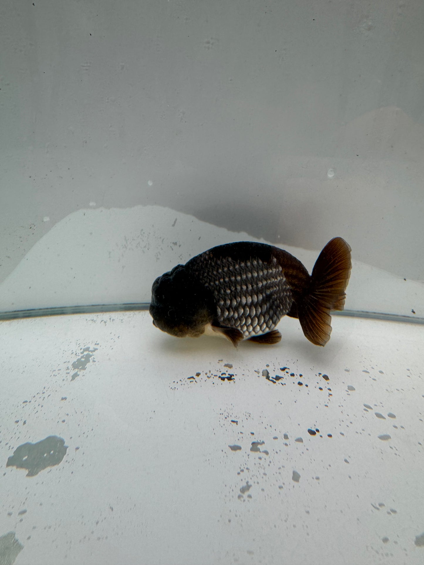 Ochiba Ranchu. WVF039