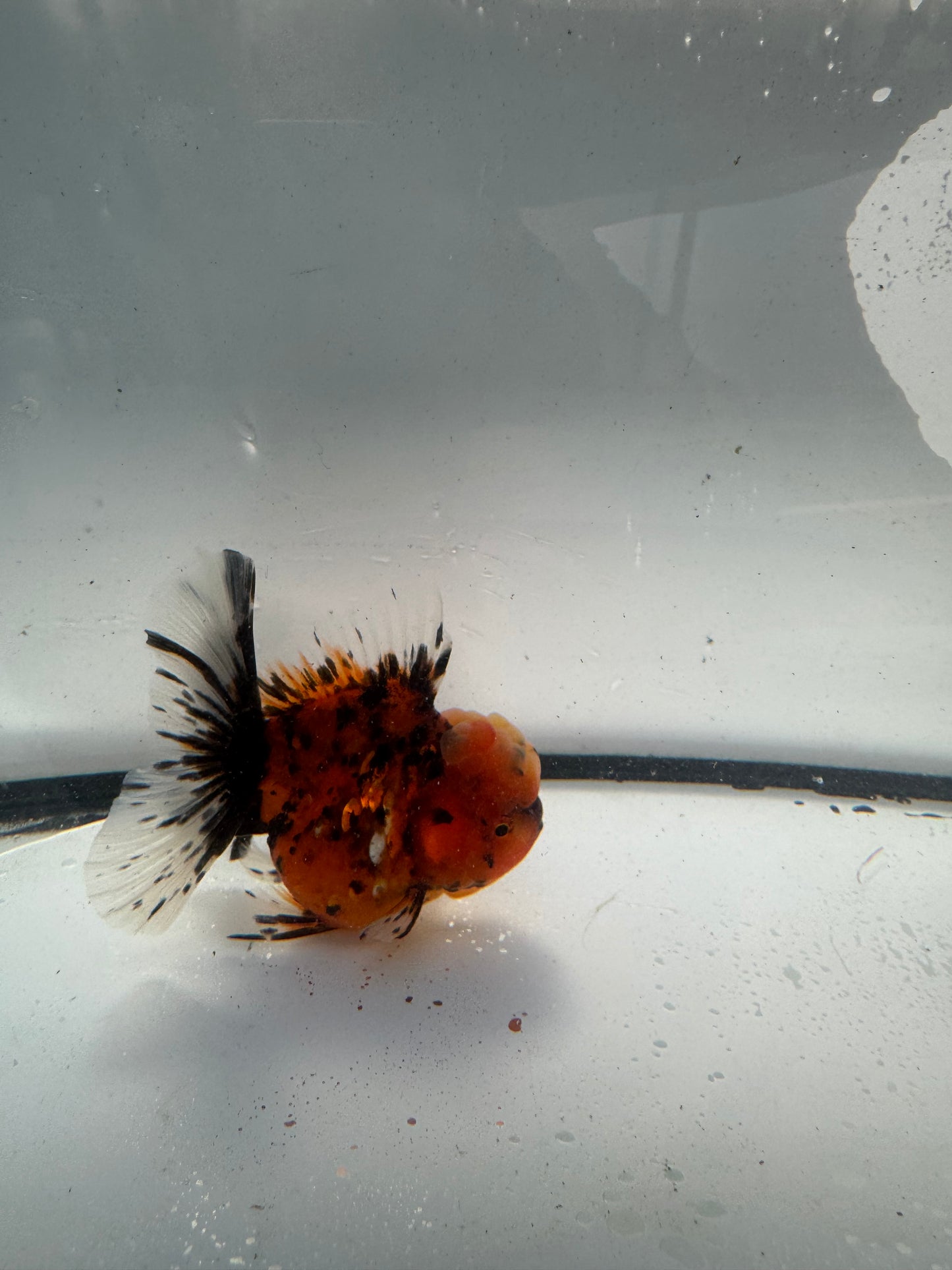 Red tiger Oranda. WVF935