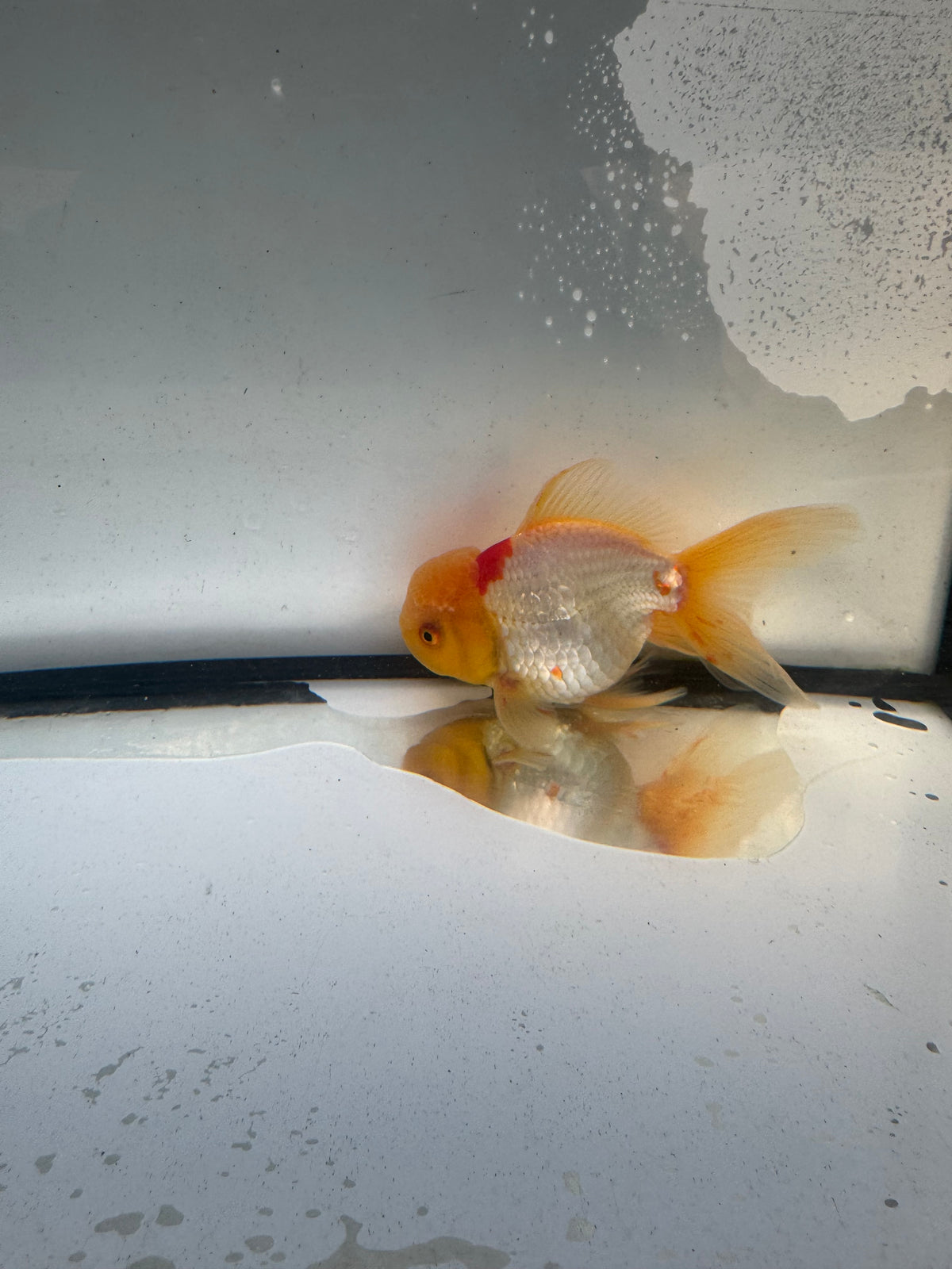 Red&white Oranda. WVF1250