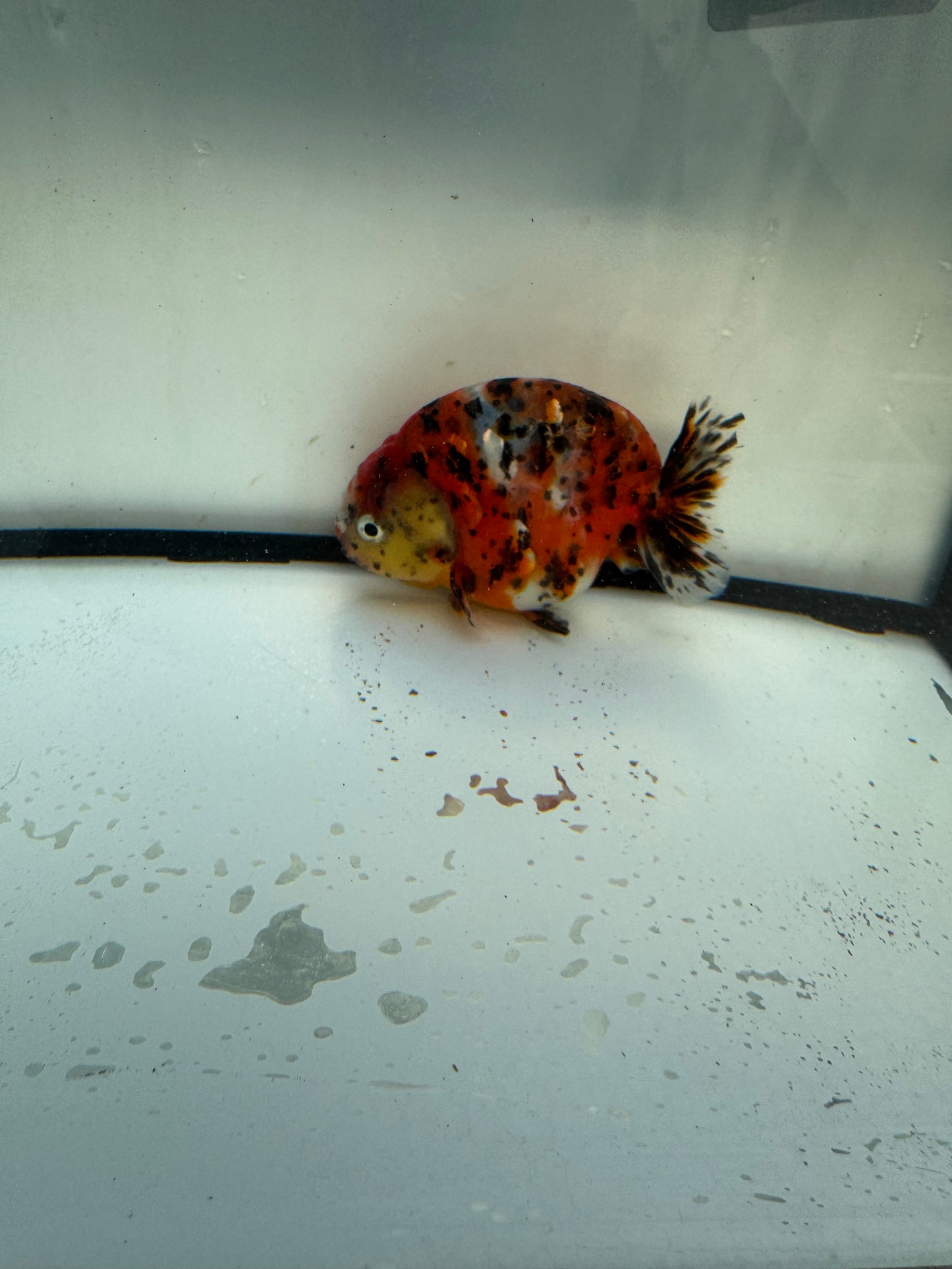 Calico Ranchu. WVF1105