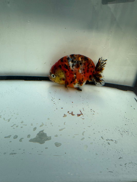 Calico Ranchu. WVF1105