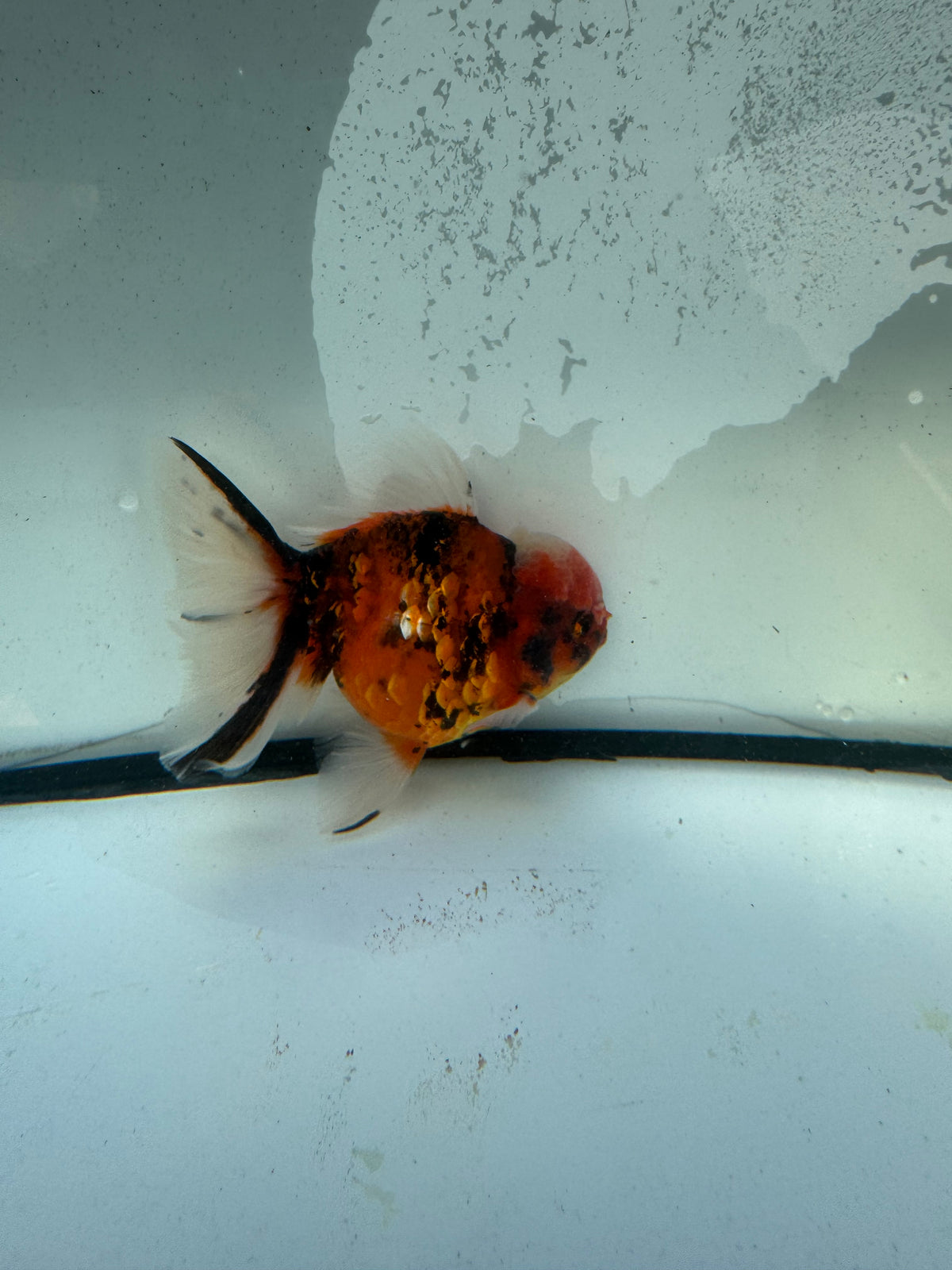 Calico Oranda. WVF1215