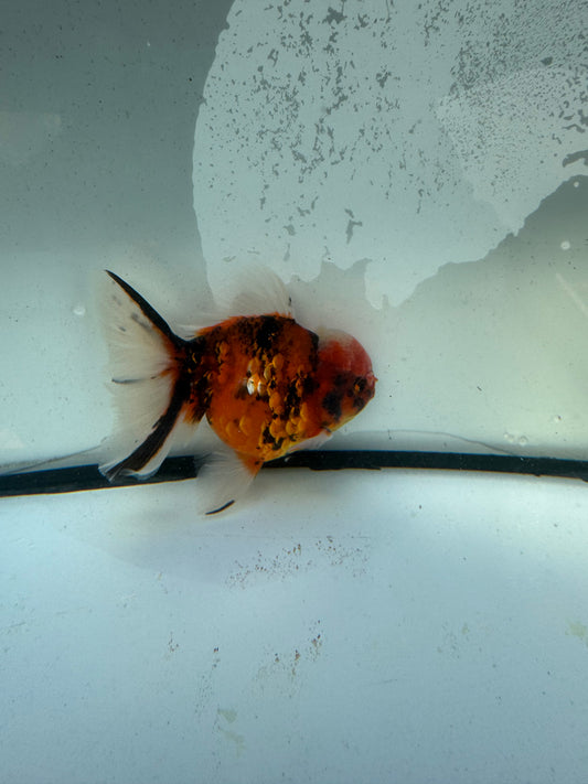 Calico Oranda. WVF1215
