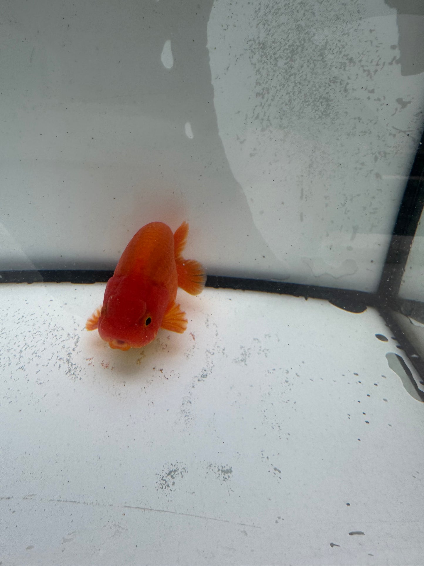 Red&white Ranchu. WVF995