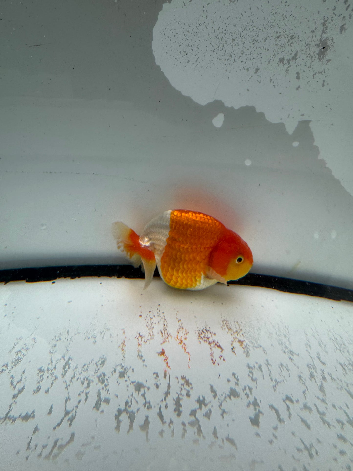 Red&white Ranchu. WVF1013