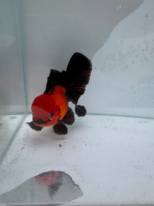 Apache Oranda. WVF340