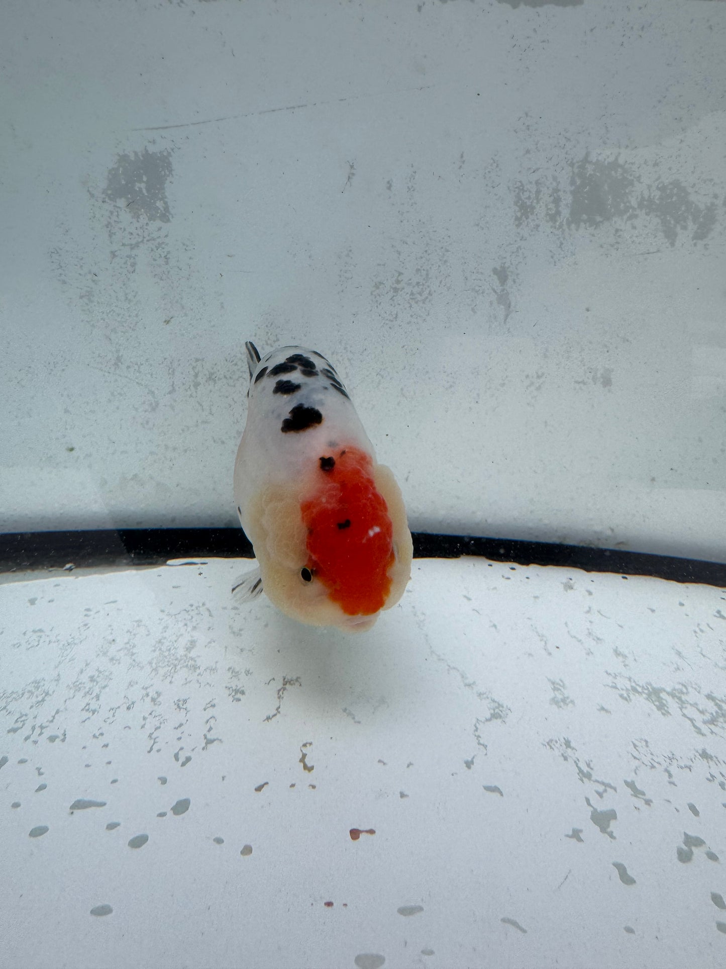 Calico Ranchu. WVF438