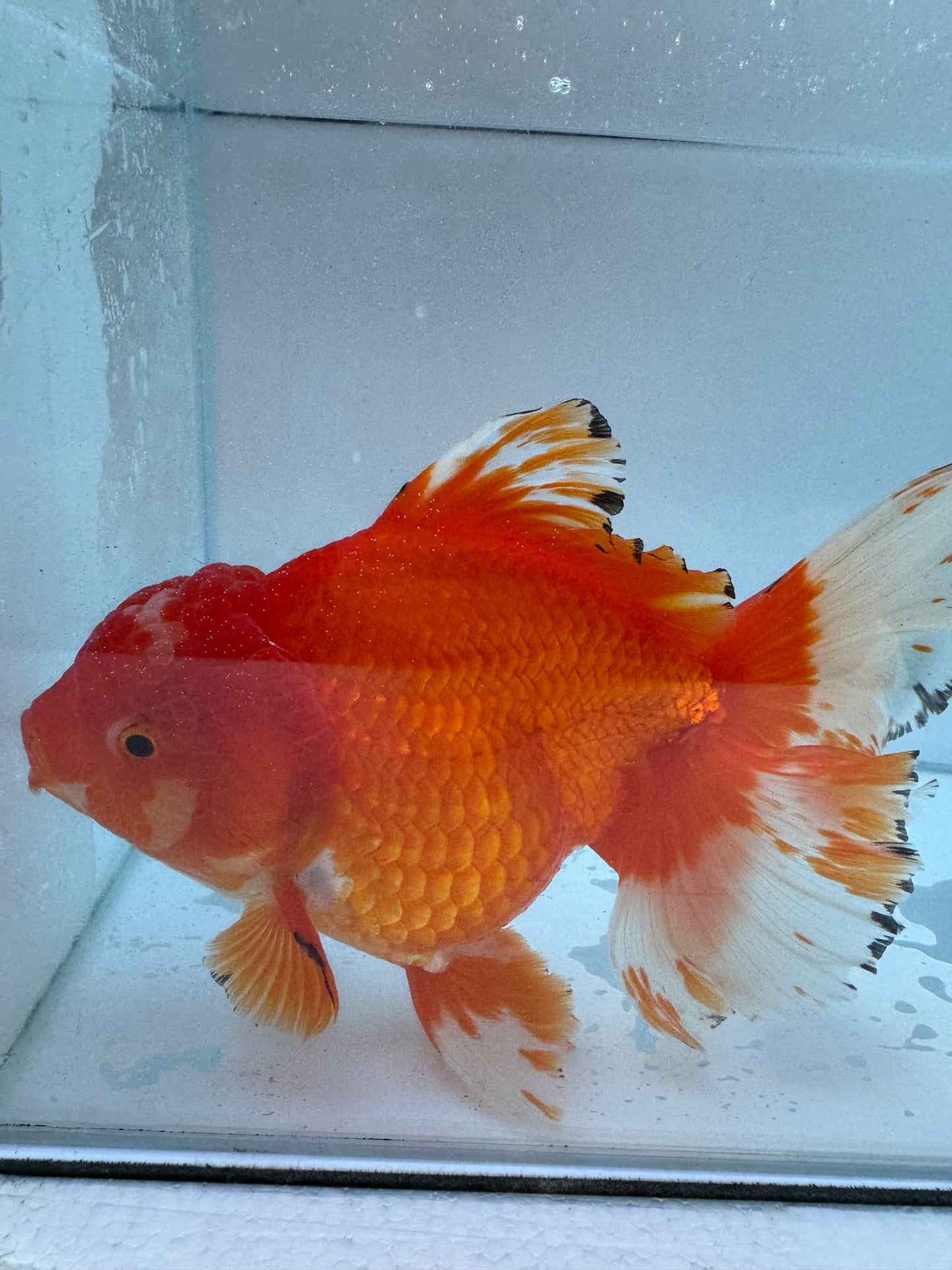 Red&white Oranda.  WVF055