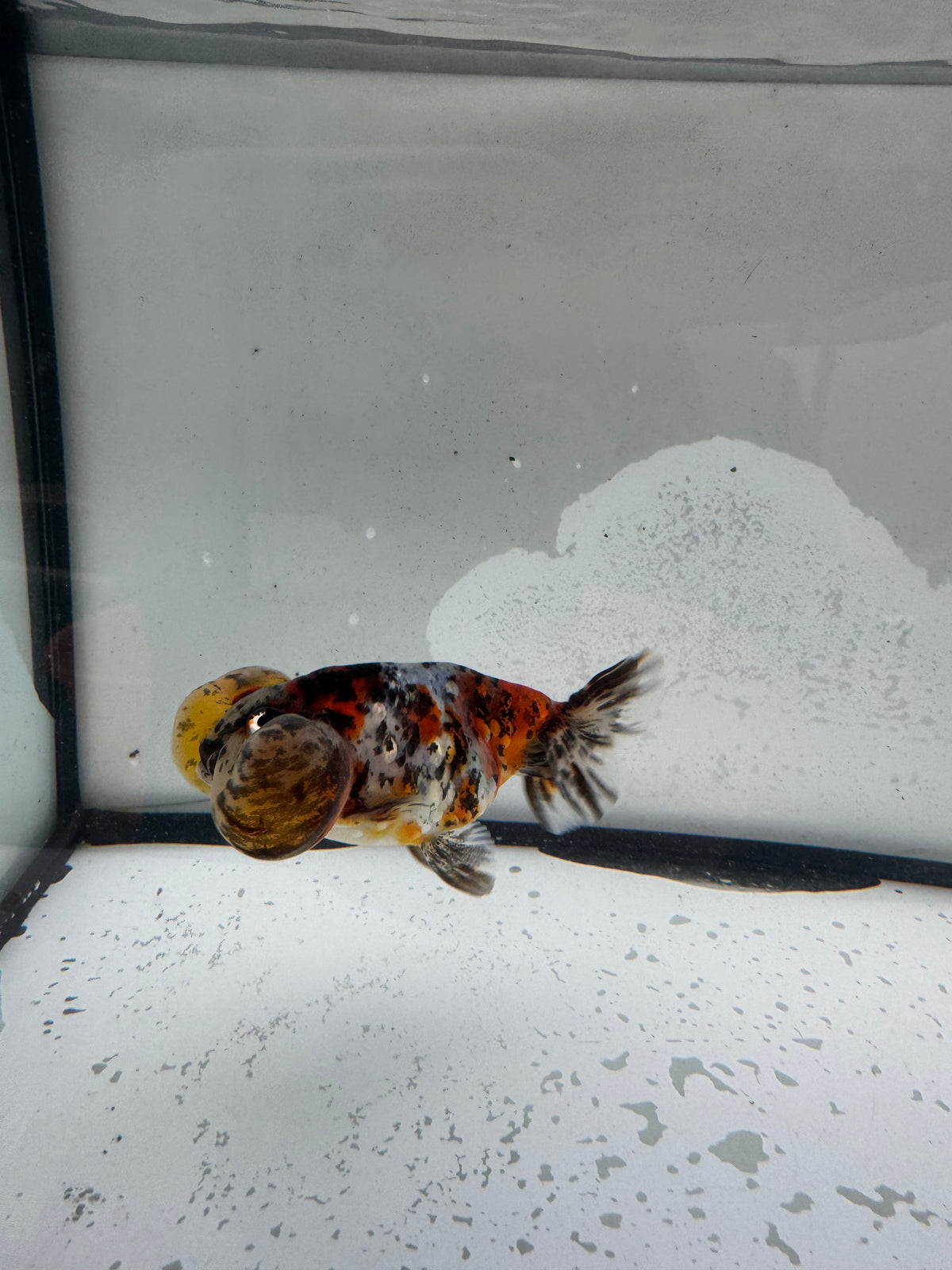 Calico bubble eye.  WVF1174