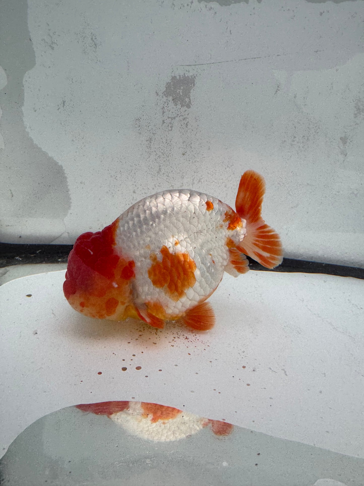 Red&white Ranchu. WVF457