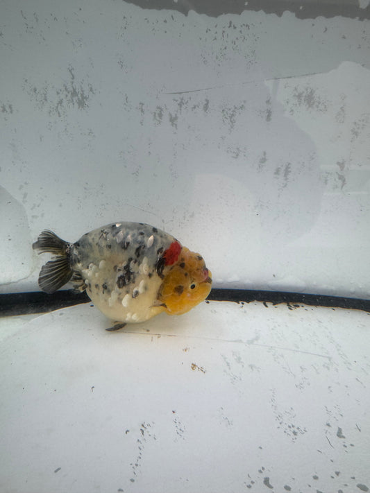 White Tiger Ranchu. WVF586