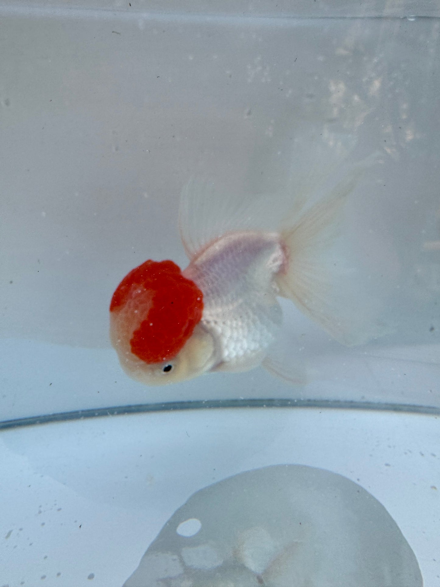 Red&white Oranda.  WVF067