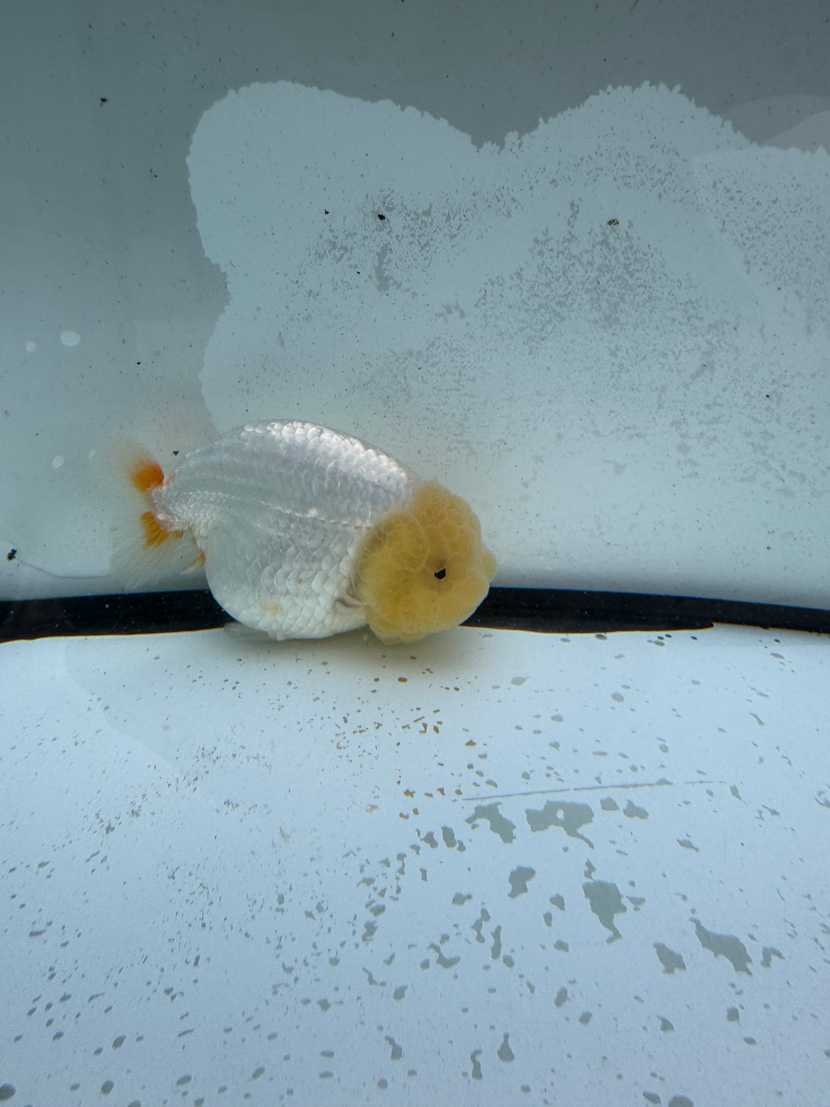 Dragonhead Ranchu. WVF1179