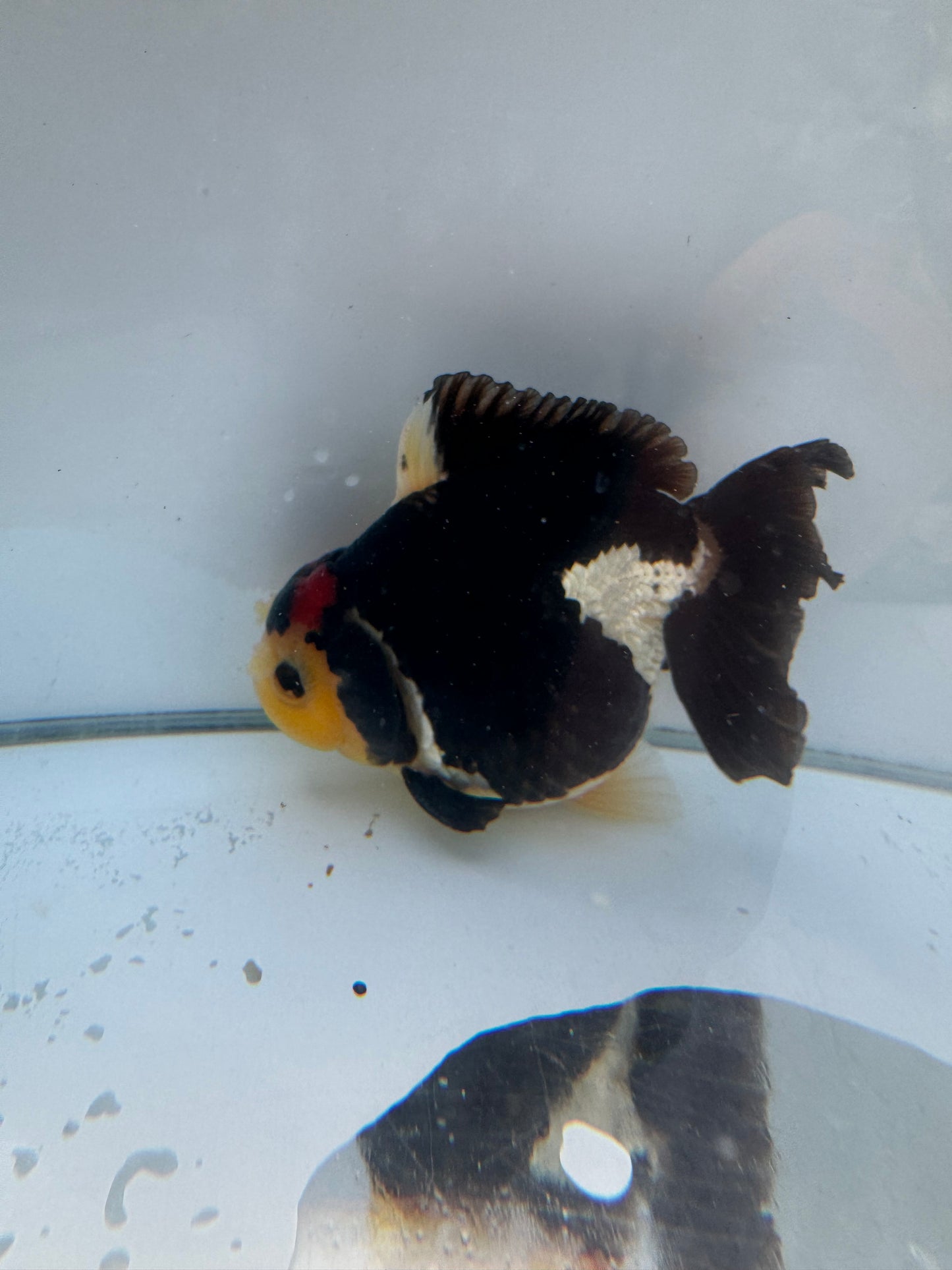 Short Tail Tricolor Pom Pom Oranda.  WVF059