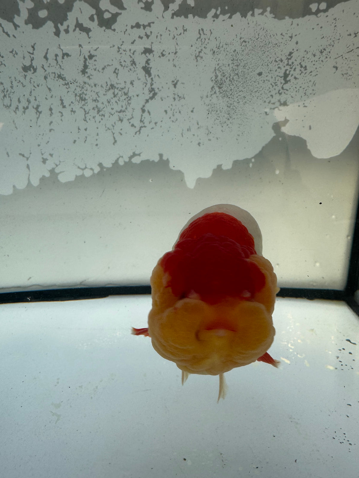 Red&white Ranchu. WVF1211
