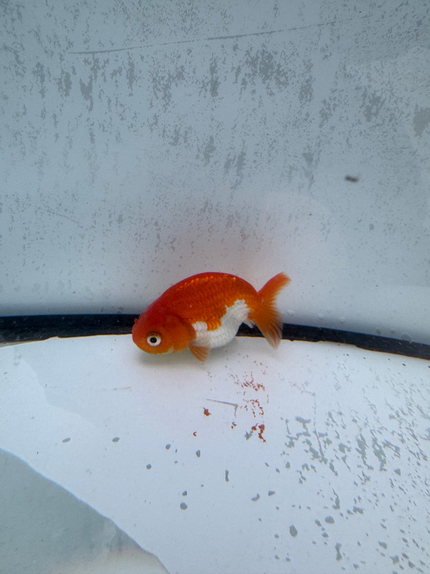 Red&white Ranchu. WVF513