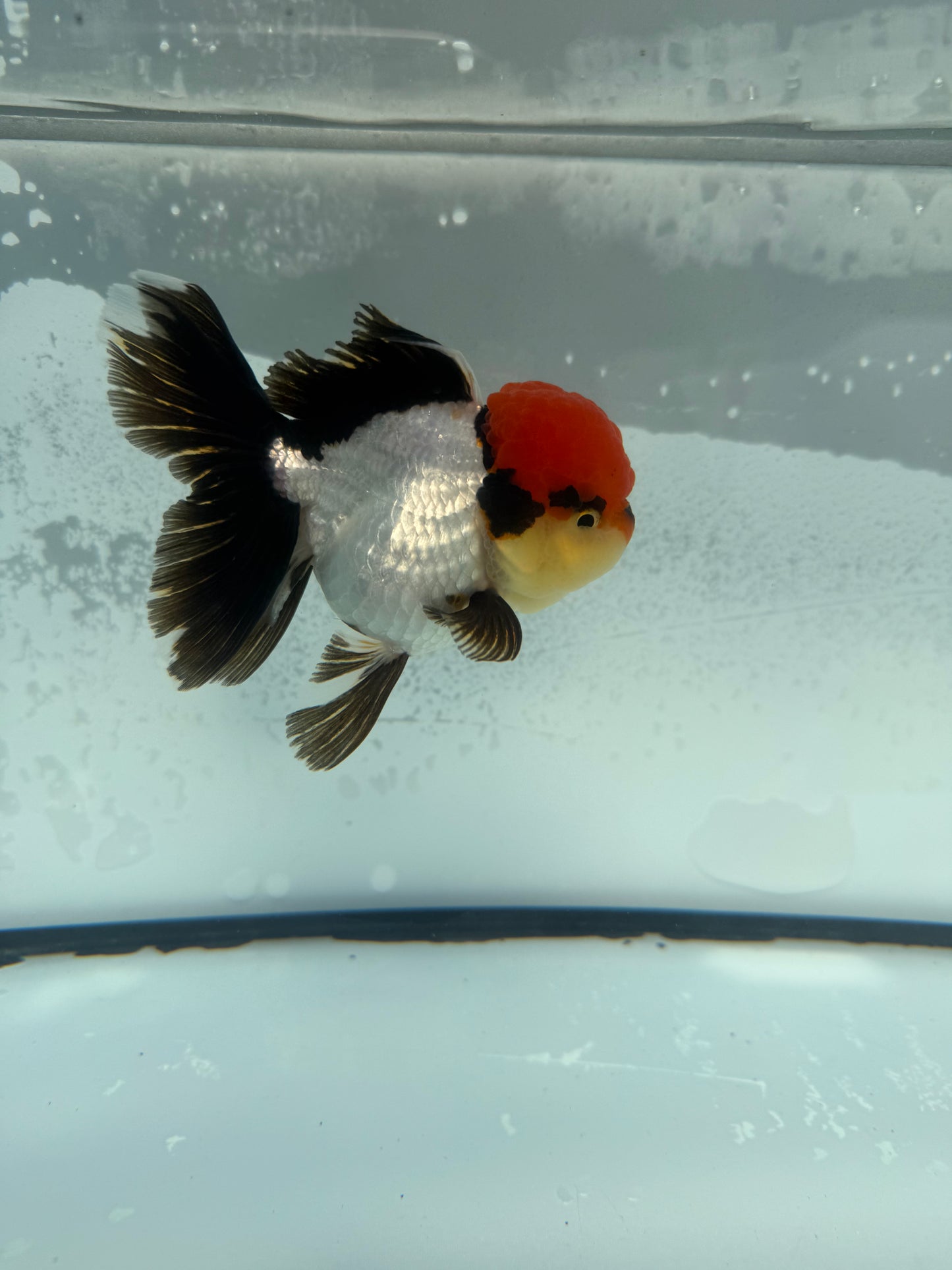 Tricolour Oranda. WVF900