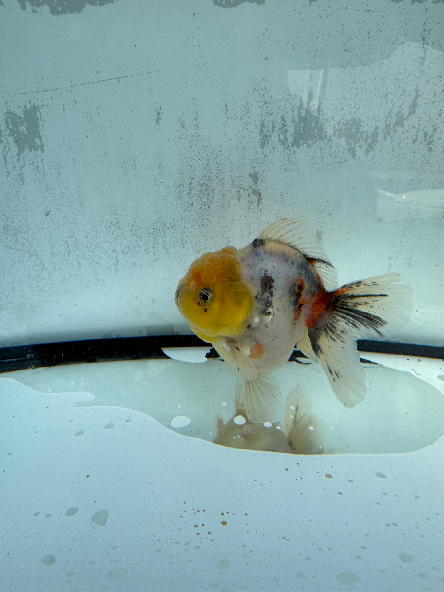 Calico Oranda WVF422