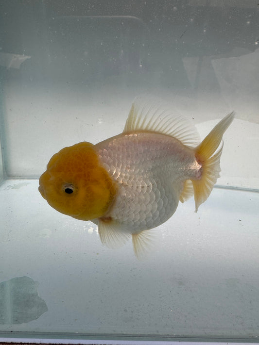 Lemon head Oranda. WVF338