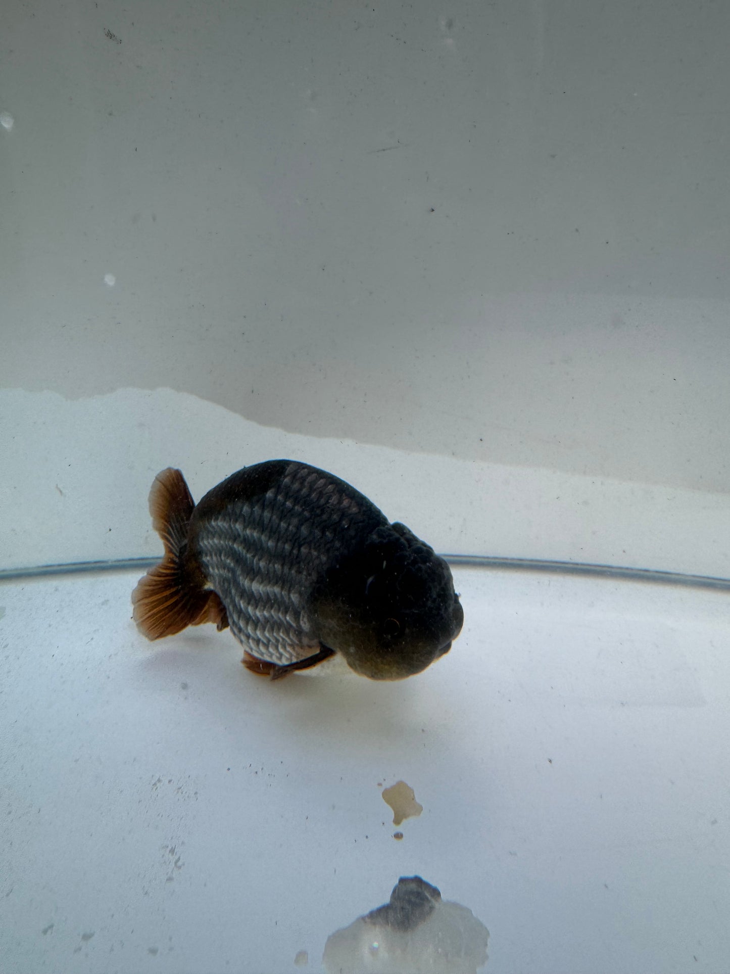 Ochiba Ranchu.  WVF124