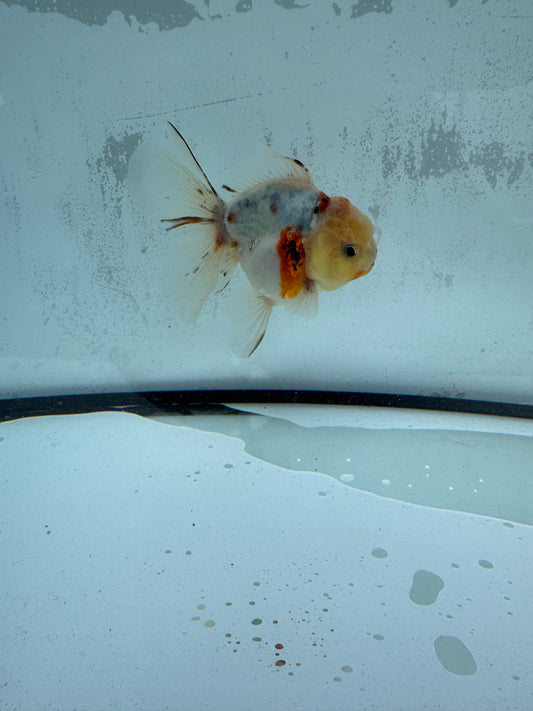 Calico Oranda WVF423