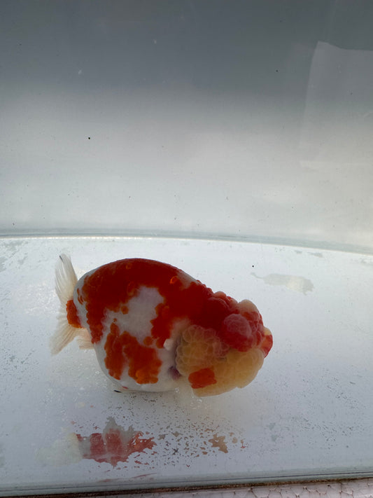 Sakura Ranchu. WVF170,Direct from Meng Lee