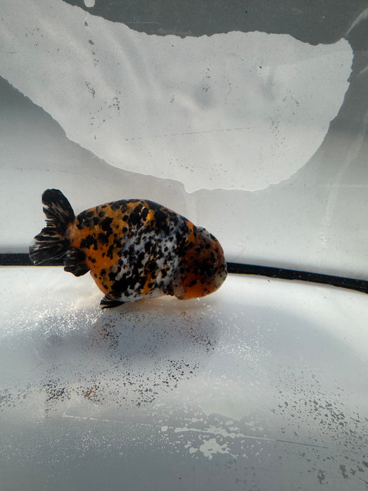 Calico Ranchu. WVF1041