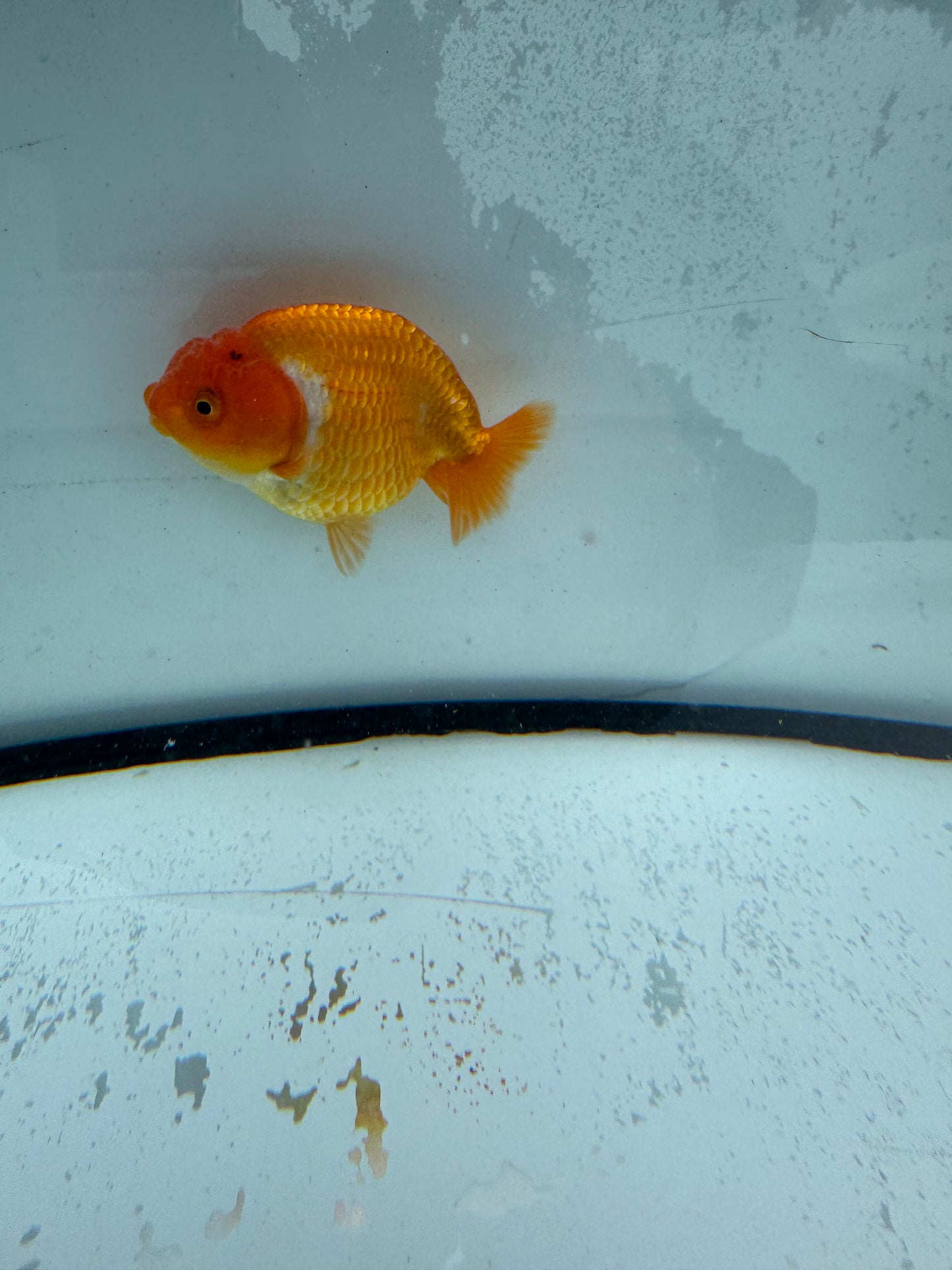 Red&white Ranchu. WVF741