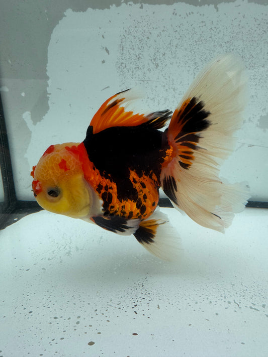 Tricolour Oranda. WVF1127