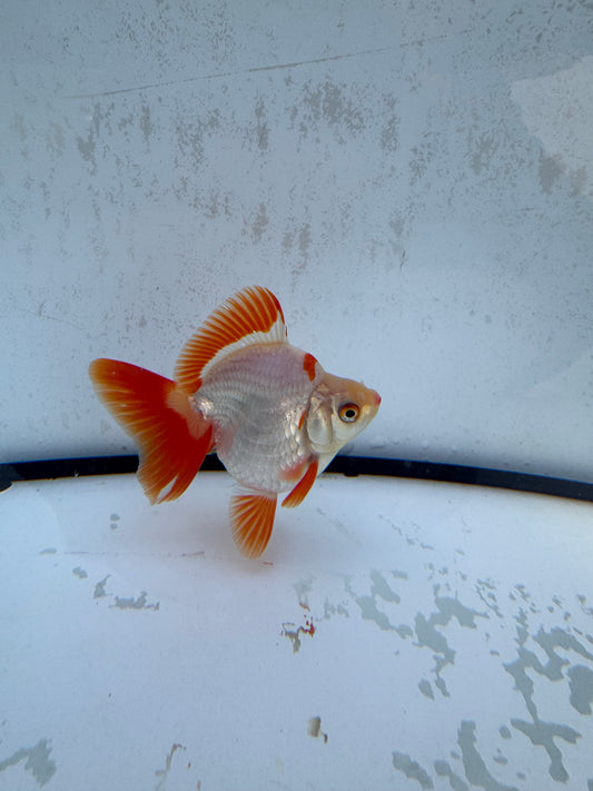 Red&white Broadtail Ryukin. WVF518