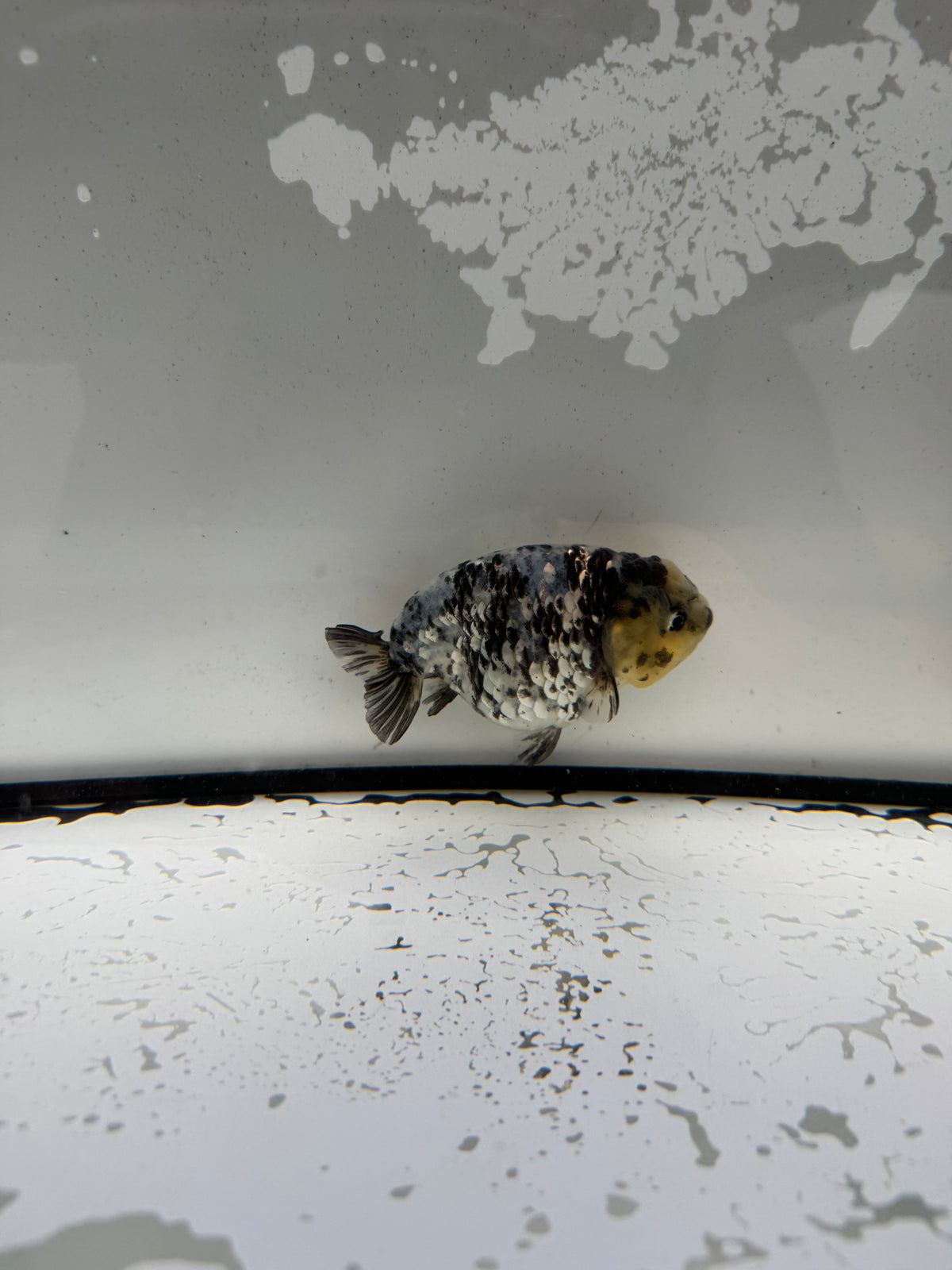 White tiger ranchu.  WVF1193