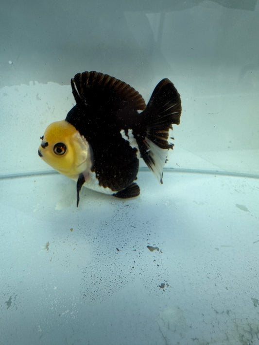 Panda Oranda. WVF323,direct from Nana goldfish farm